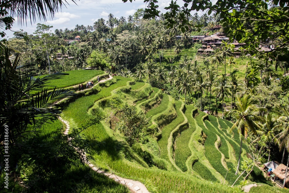 Tegalalang ricefields, one of the most beautiful rice fields in Bali island.