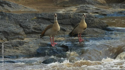 pair of eygptian geese on the banks of river photo