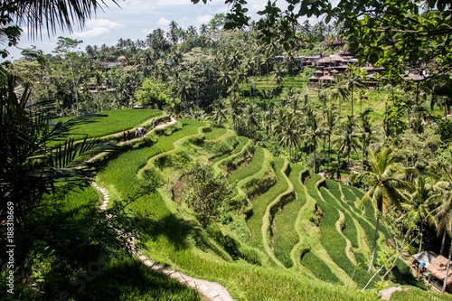 Obraz na płótnie Tegalalang ricefields, one of the most beautiful rice fields in Bali island. w salonie