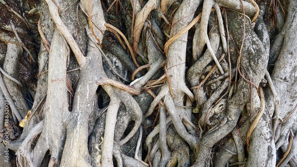 tree roots forest root green old natural background plant trunk leaf giant