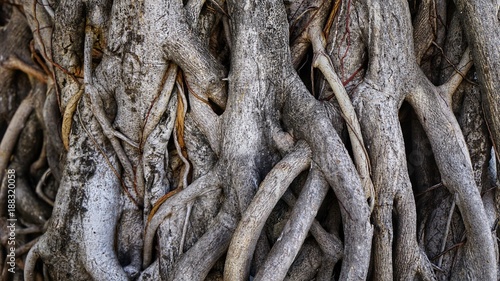 tree roots forest root green old natural background plant trunk leaf giant photo