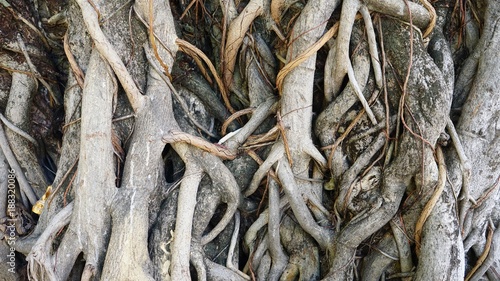 tree roots forest root green old natural background plant trunk leaf giant