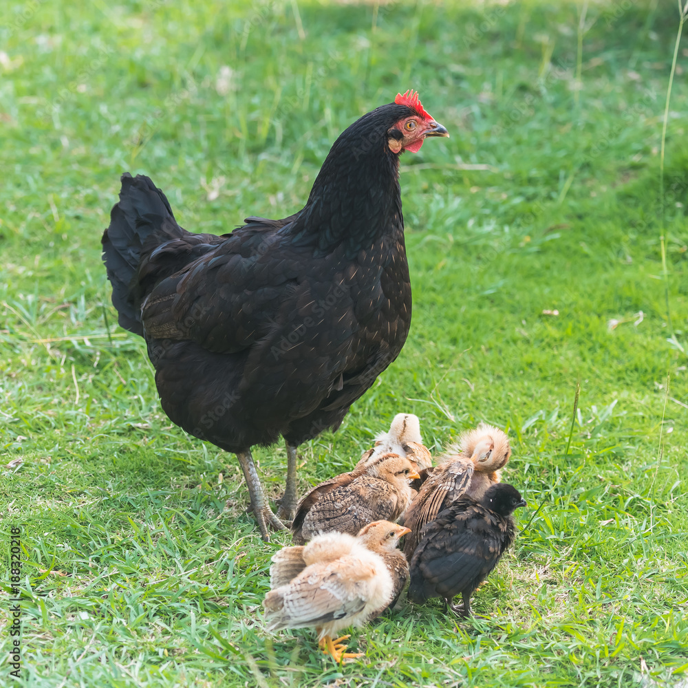 Hen and chicken, mother and babies on the grass
