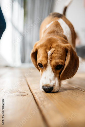 A portrait of a beagle dog