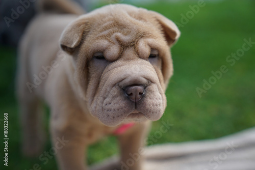 Cute Light Brown Chinese Shar-Pei Puppy Portrait © Aon Prestige Media