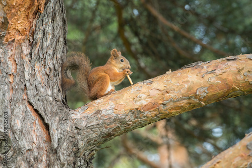 Beautiful squirrel sitting on a pine branch in a park and eating a bread straw in the summer © Oksana Bessonova