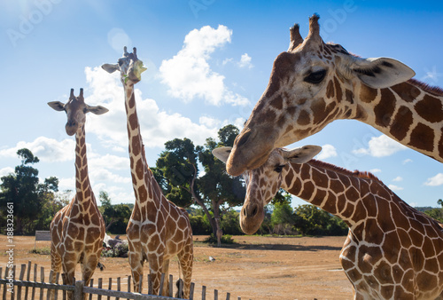 Fototapeta Naklejka Na Ścianę i Meble -  group of Rothschild's giraffes