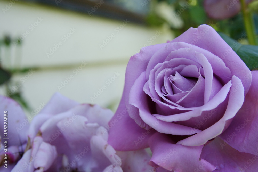 Mauve Rose