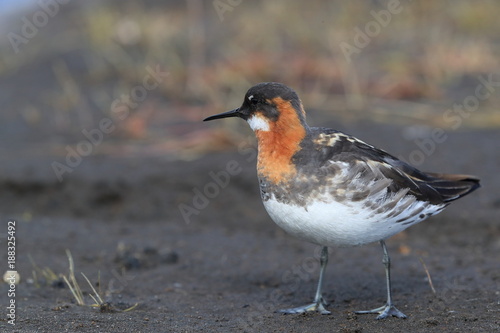 red-necked phalarope (Phalaropus lobatus) Iceland photo