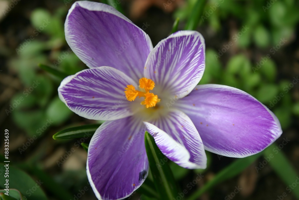 Crocus Crocus
