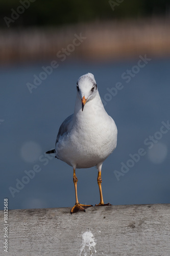 Slender-billed Gull Standing