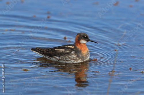 red-necked phalarope (Phalaropus lobatus) Iceland photo