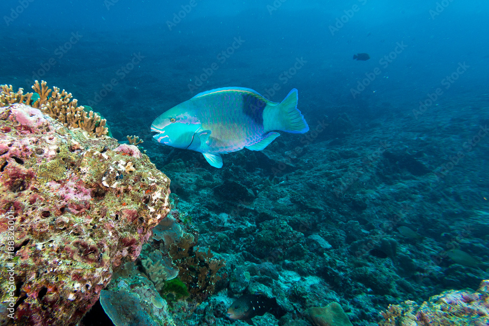 Fototapeta premium Parrot fish eating coral