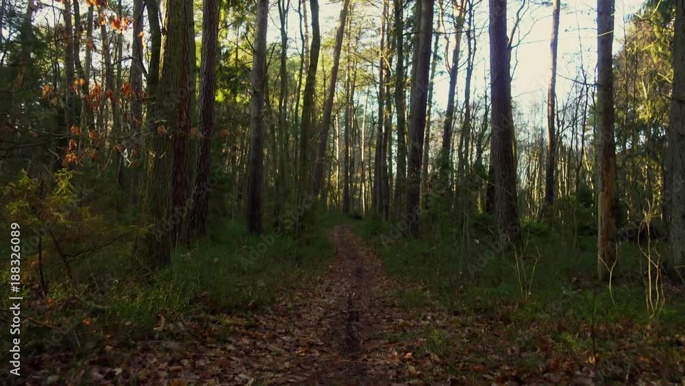 Walking in the pine forest by the path Walking in the pine forest by the path