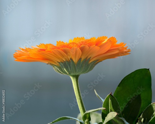 Orange Calendula