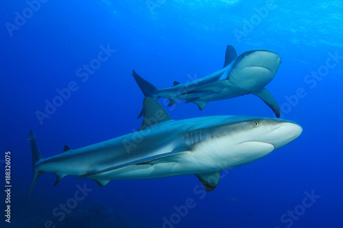 Caribbean Reef Sharks © Richard Carey