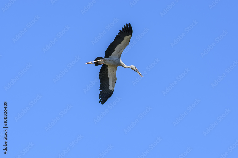Fototapeta premium Asian openbill or Asian openbill stork flying in clear blue sky , Chorakhe Mak Reservoir , Buriram , Thailand