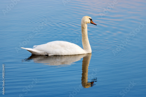 White swan floating on the water surface of the river