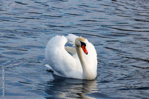 White swan with raised wings floating on the water surface of the river