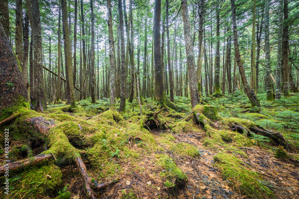 Green moss and green forest at Shiragoma no ike , Nagano Green moss and green forest at Shiragoma no ike , Nagano