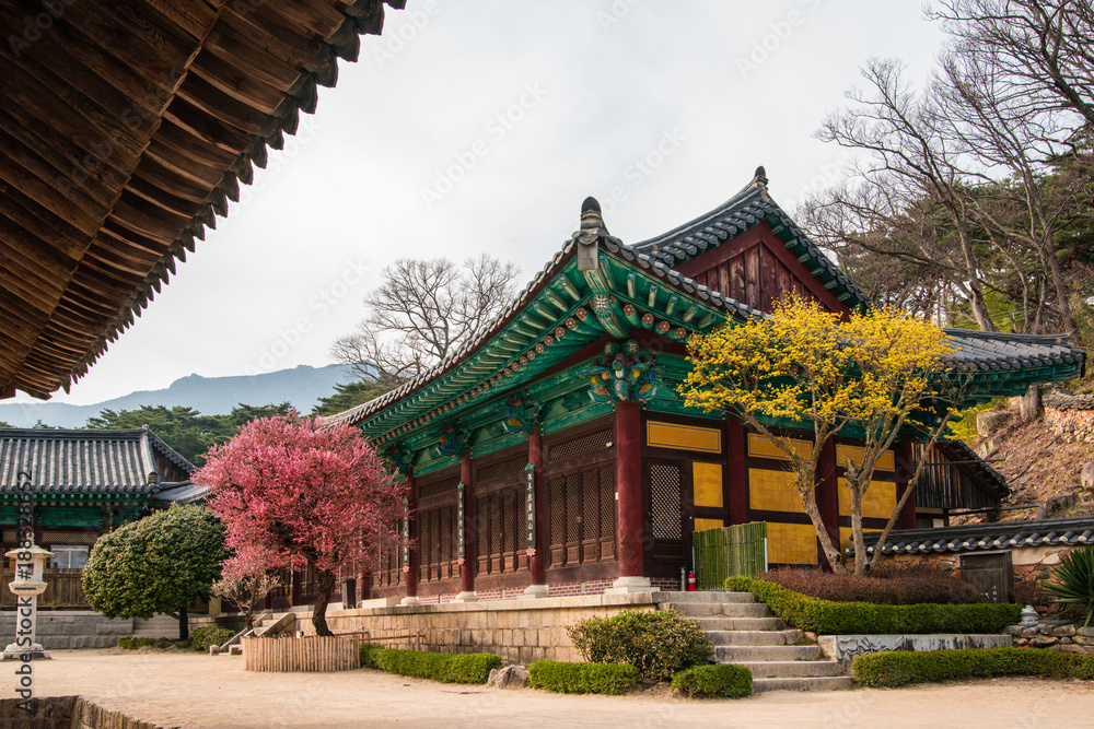 Tongdosa Temple with red plum blossoms