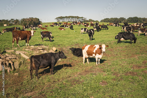 Australian agriculture farming countryside landscape. Cows grazing in the paddock. Victoria, Australia