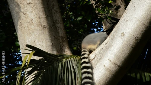 Ringtail lemur in a tree in a natural park - Lemur catta photo