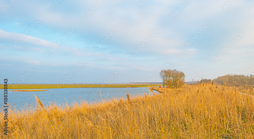 Reed along a lake in sunlight in winter
