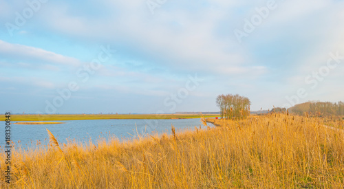 Reed along a lake in sunlight in winter