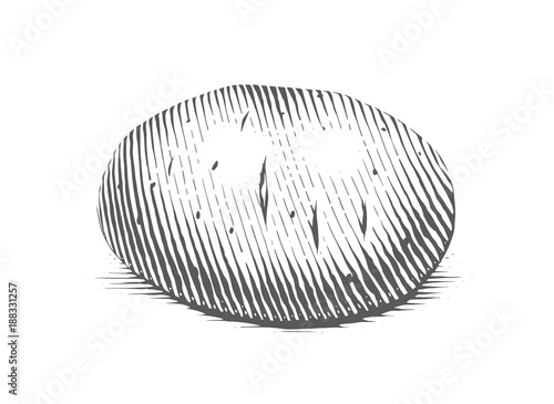 Potato. Engraving style vegetable. Organic vegetarian food.