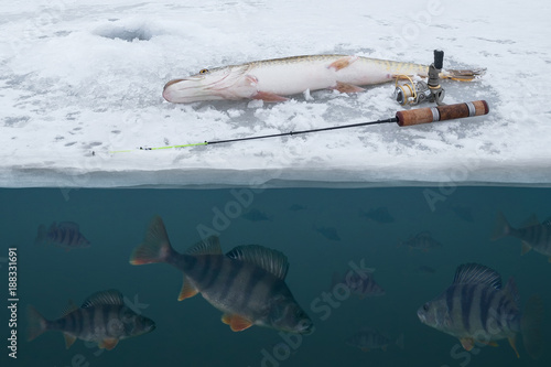 Winter ice fishing background. Pike on snow. Catching perch fish from snowy ice at lake. Double view under and above water
