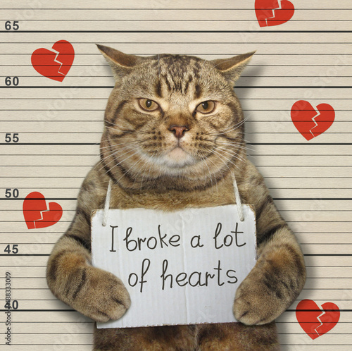 Bad cat broke hearts