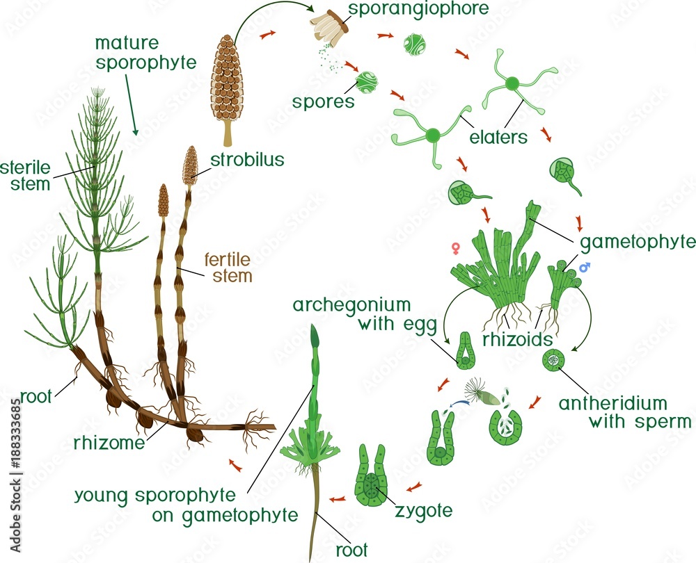 Skrzyp Polny Cykl Rozwojowy Vetor do Stock: Equisetum life cycle. Diagram of life cycle of