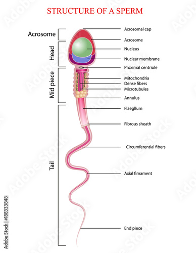 structure of spermatozoon
