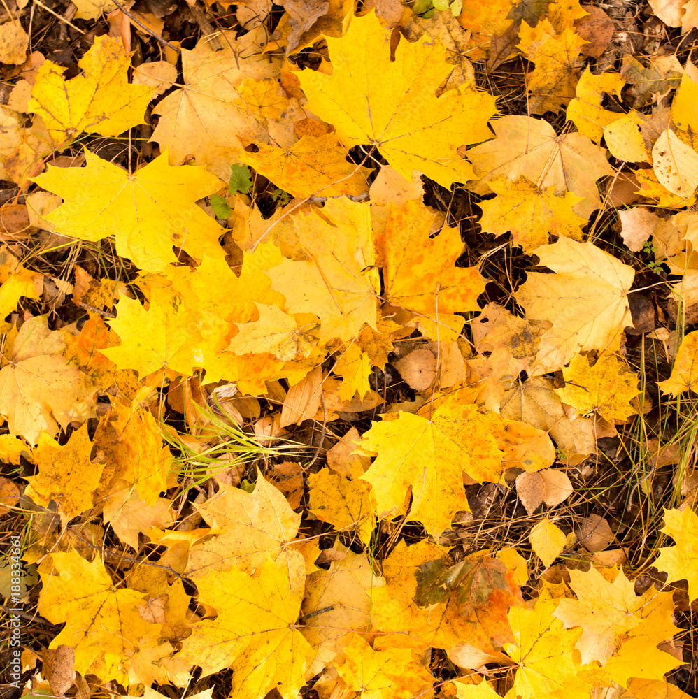 Yellow leaves on the ground in autumn