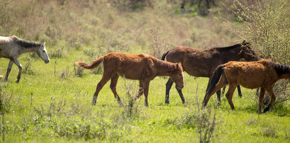 Horses in the pasture in the spring Horses in the pasture in the spring