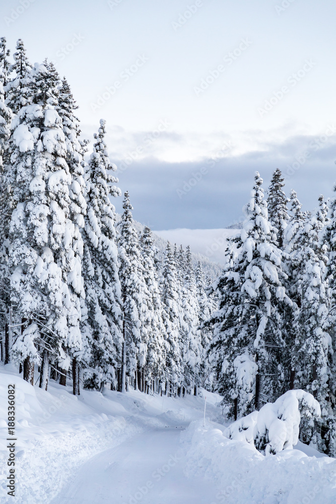 Obraz premium Winter time. Snowy trees in mountains. Nature
