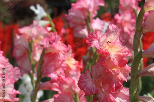 Colorful flowers in the garden