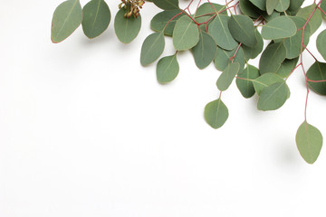 Frame, border made of green Silver dollar Eucalyptus cinerea leaves and branches on white background. Floral composition. Feminine styled stock flat lay image, top view. Copy space.
