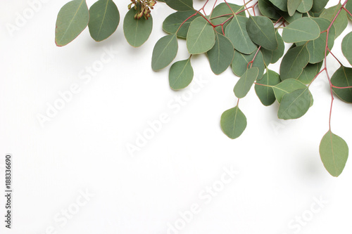 Frame, border made of green Silver dollar Eucalyptus cinerea leaves and branches on white background. Floral composition. Feminine styled stock flat lay image, top view. Copy space. photo