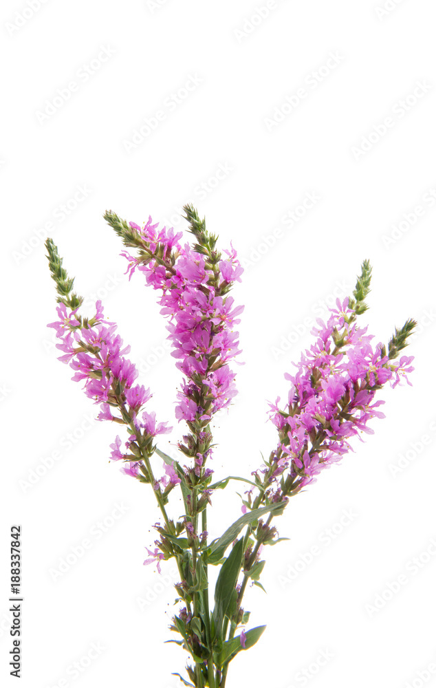 Obraz premium branch with lilac flowers isolated