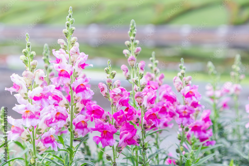 Beautiful flower and green leaf background in flower garden at sunny summer or spring day for postcard. beauty decoration and agriculture idea concept design. Snapdragon flower. Beautiful flower and green leaf background in flower garden at sunny summer or spring day for postcard. beauty decoration and agriculture idea concept design. Snapdragon flower.