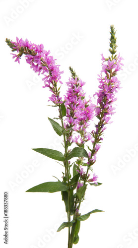 branch with lilac flowers isolated