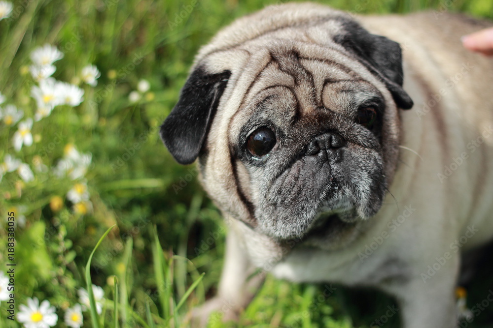 Dog Pug sits on the grass