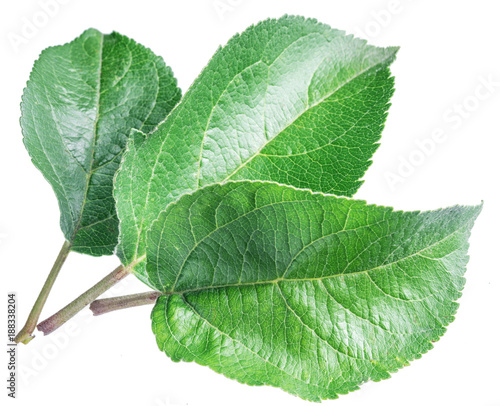 Green apple leaves on the white background.