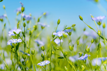 Blue flax flowers closeup