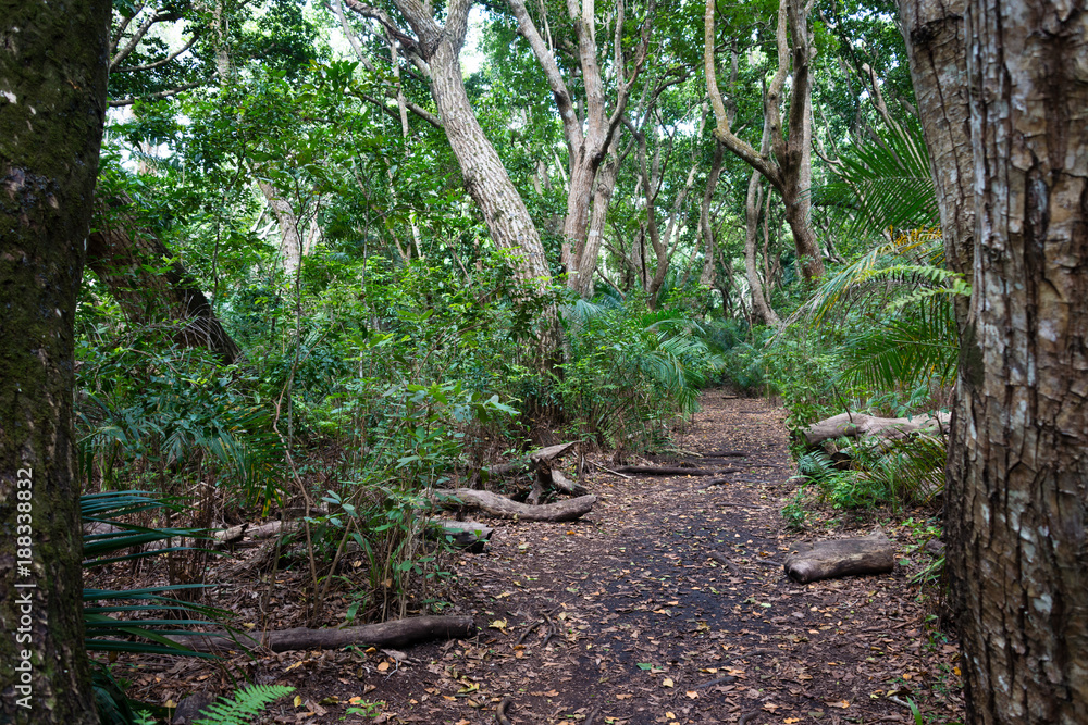 Path through the tropical rain forest in Jozani National Park, Zanzibar island, Tanzania Path through the tropical rain forest in Jozani National Park, Zanzibar island, Tanzania