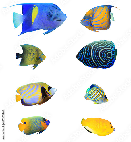 Angelfish of Indian and Pacific Oceans. Tropical fish collection. Arabian, Ringed, Koran, Emperor, Regal, Blue-cheeked and Three-spot Angelfish. Reef fish isolated on white background
