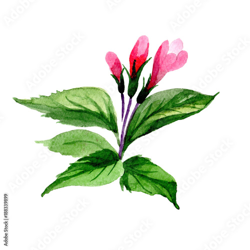 Wildflower weigela flower in a watercolor style isolated. Full name of the plant: weigela. Aquarelle wild flower for background, texture, wrapper pattern, frame or border.