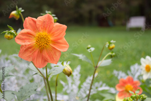 Fototapeta Naklejka Na Ścianę i Meble -  Close up of beautiful peachdahlia flower on  natural background.